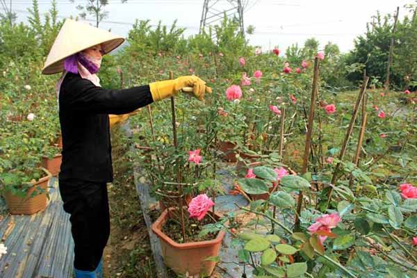Trồng hoa hồng Thái Lan